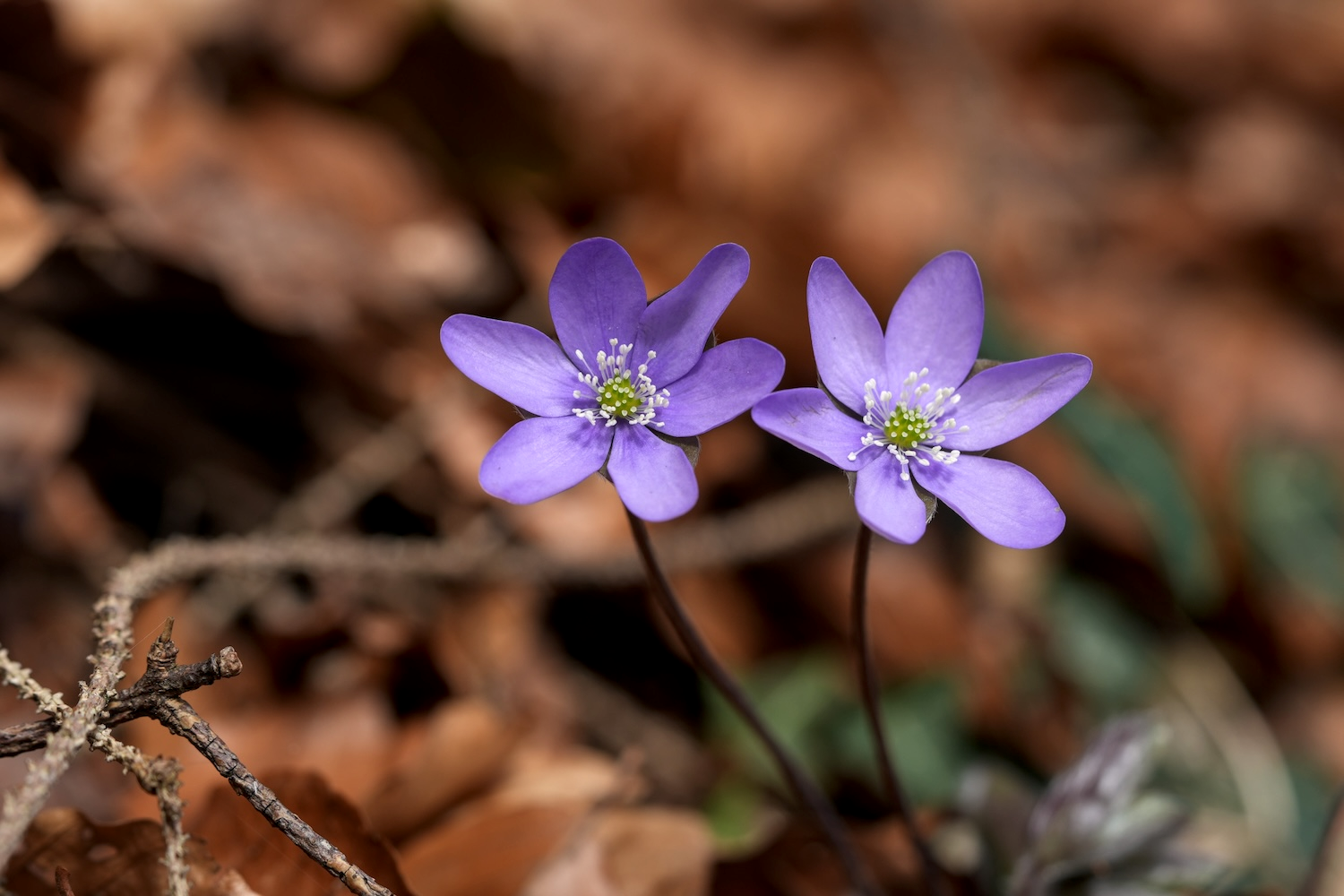 Zwei Blumen