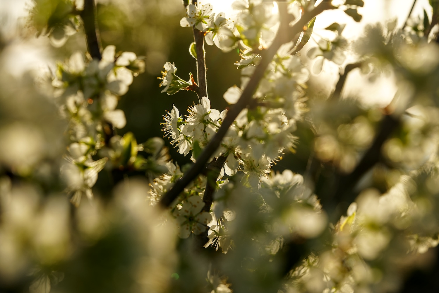 Kirschblüten