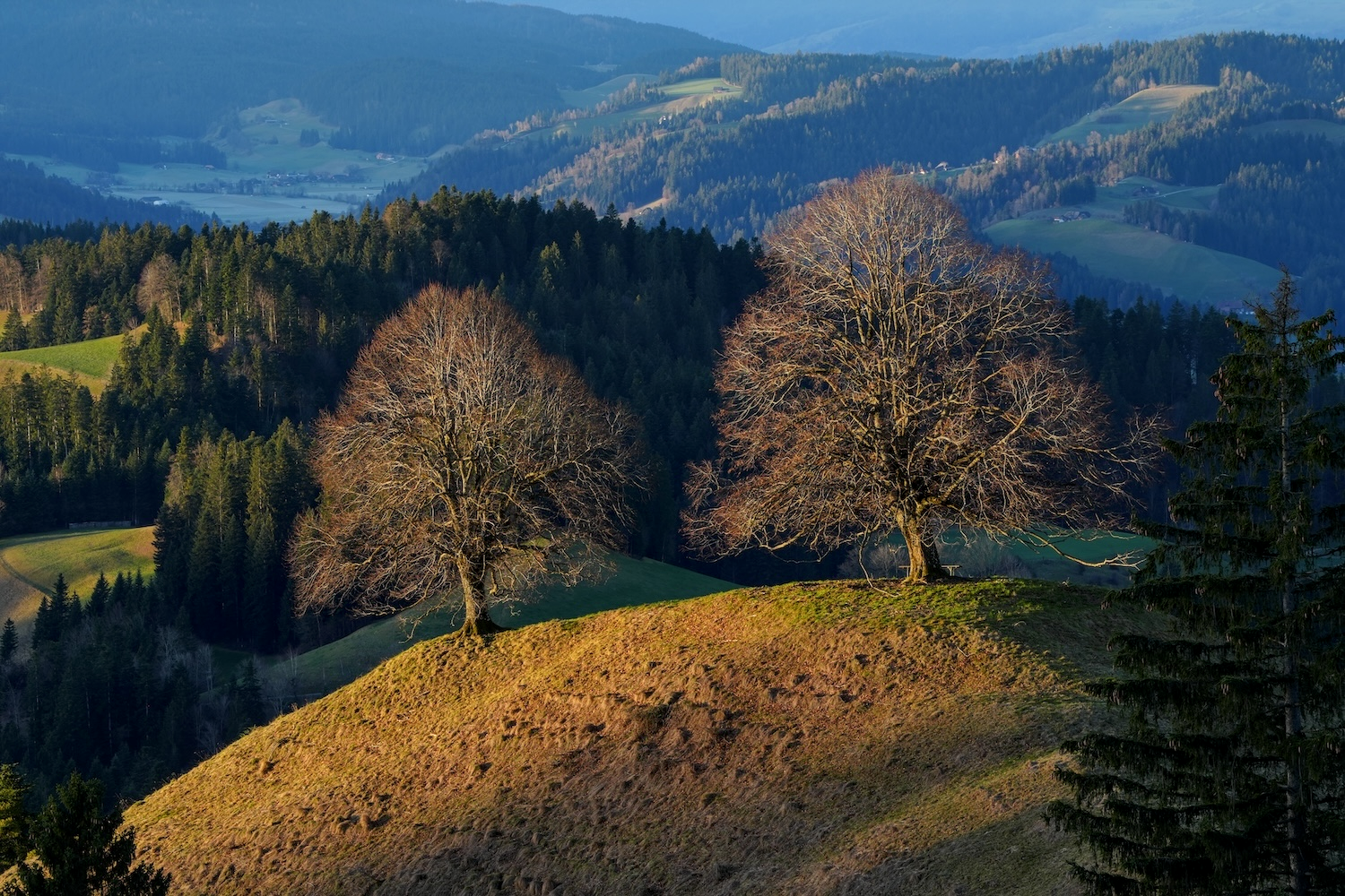 Zwei Bäume in Herbstlandschaft